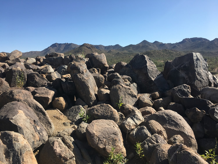 Saguaro National Park